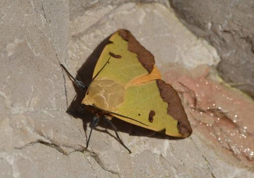 Réf. 226 914 : Ophiusa tirhaca